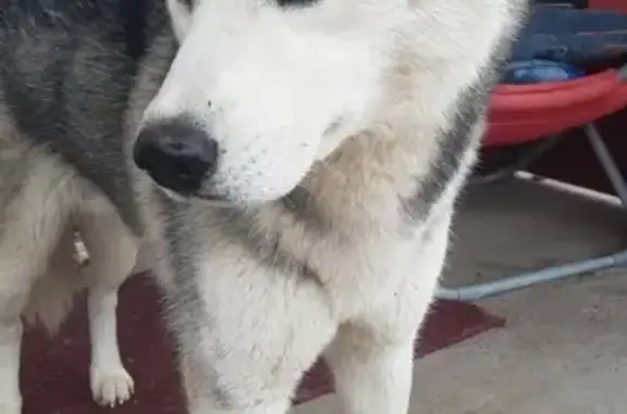 Собака с голубыми глазами найдена в Казани, Кульсеитово.