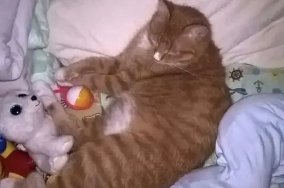 Пропала кошка Рыжик в Ангарске, 102 квартал, м-н Старо-байкальский
