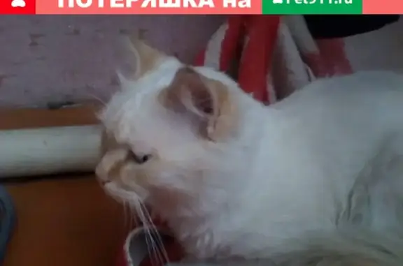 Пропала кошка Барсик в Черногорске, Республика Хакасия