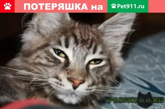 Пропала кошка в Крупском, нужна помощь!