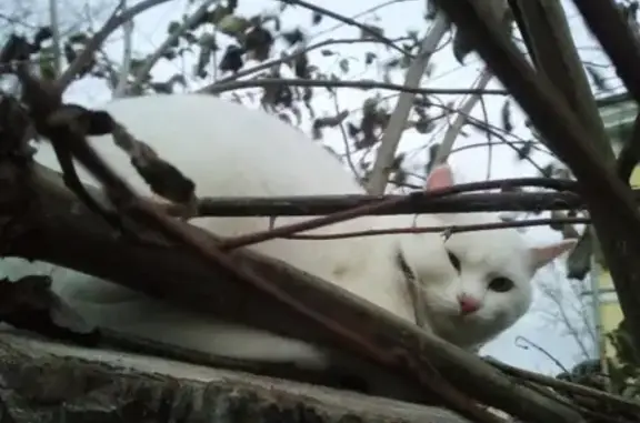 Найден белый кот (Екатеринбург)