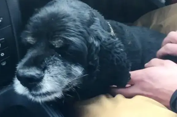 Собака с воспаленным глазом найдена на шоссе в Давыдово, МО.