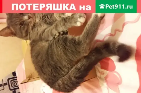Пропала кошка Степа в поселке Тельмана, Московская область