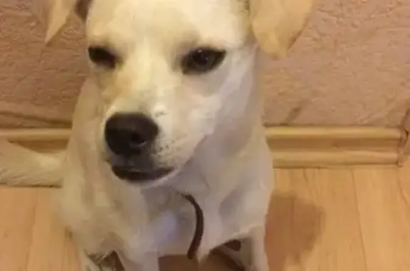 Найден щенок в Междуреченске, ищет любящего хозяина