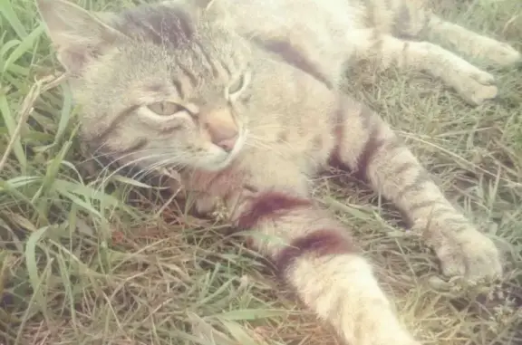 Пропал кот в Канске, Красноярский край