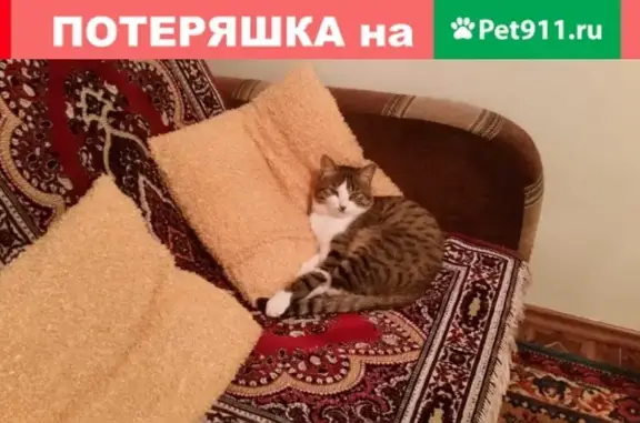 Найден серо-белый кот на улице Гагарина