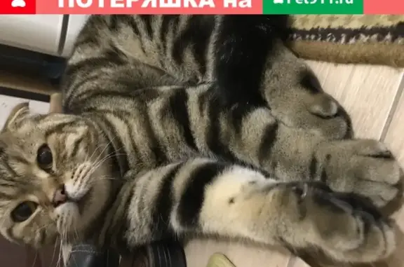 Кошки потеряшки, Ясная Поляна, фото: Потеряшка кошка в пос. Ясная Поляна, Ставропольский край