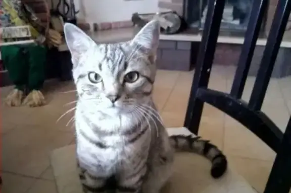 Пропала кошка Марс в районе Весёловки, Тепличного (Пенза)