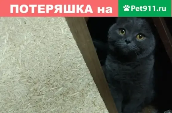 Найден кот, Щелково-3, возле пятерочки