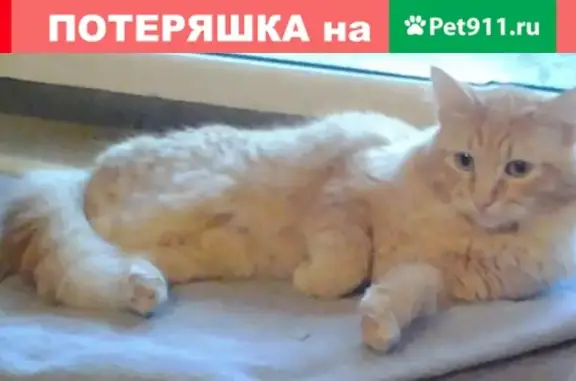Потерянные животные Ярославль, фото: Пропал кот на ул. Лермонтова, 44, Ярославль