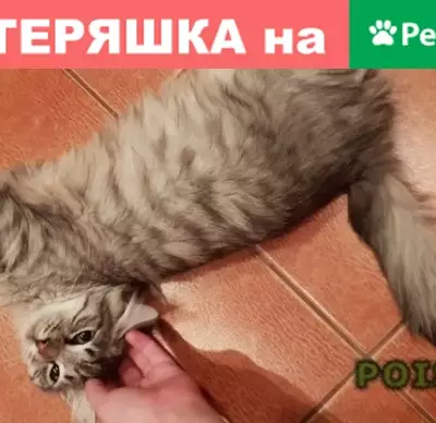Найдена кошка в Новороссийске, ищет новую семью