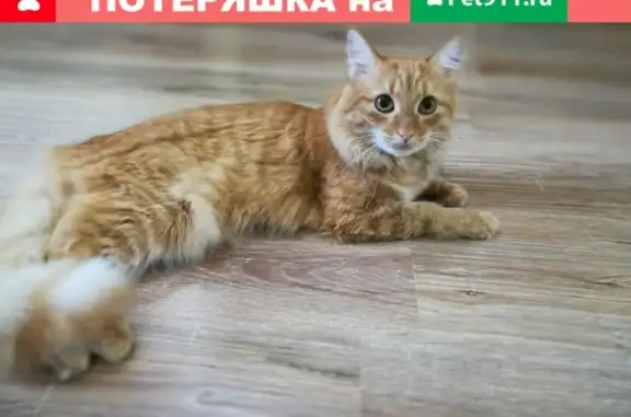 Пропала кошка на улице Шумилова, дом 30