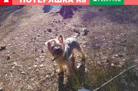 Пропала собака Джоник на Садовой, 61