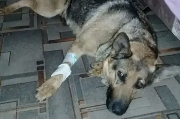 Найдена собака на Полевой улице в Магнитогорске