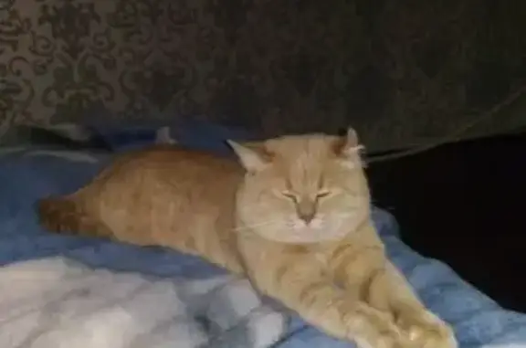 Пропала персиковая кошка на Ростовском шоссе, помогите найти!