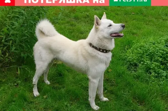 Пропала собака Миша на улице Лакина (Владимир)