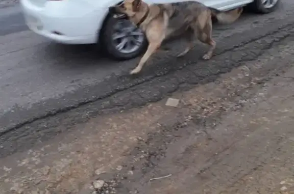 Собака найдена в СНТ Энергия в Ростовской области.