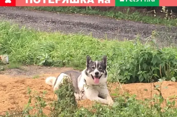 Пропала смешанная собака в Александровском районе!