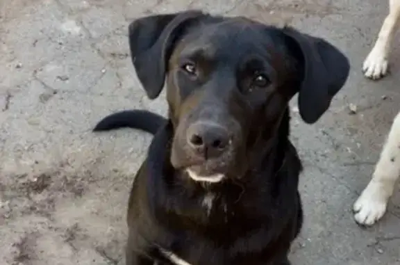 Пропала собака в г. Владикавказ, район Китайской мост, имя Ева.