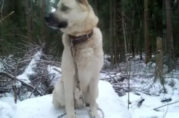 Собаки потеряшки, Старое Брянцево, фото: Потеряшка собака в деревне Старое Брянцево, Тверская область