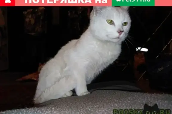 Найден котенок в Решетникова, ищет хозяев.