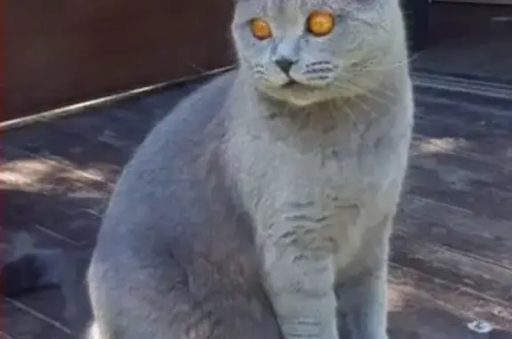 Кошки потеряшки, Зеленьково, фото: Потеряшка кошка Люцыус в СНТ Луч, Зубцовский район