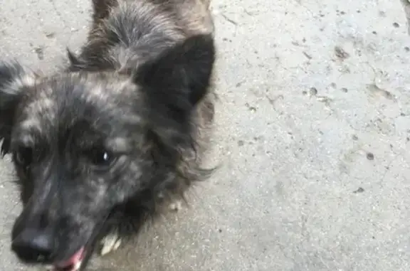 Найдена маленькая черно-рыжая собачка в Севастополе