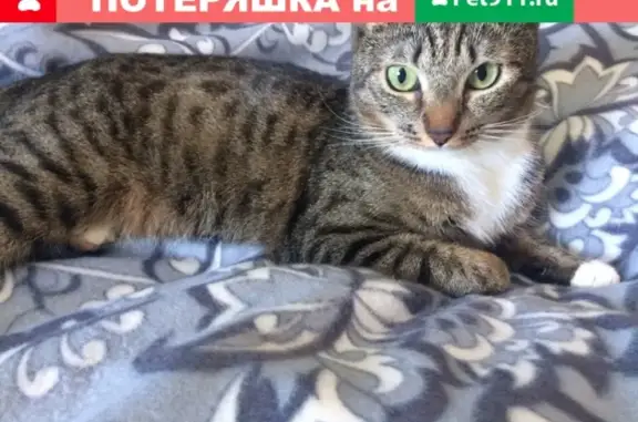 Пропала кошка на Новом Плато, 2А!