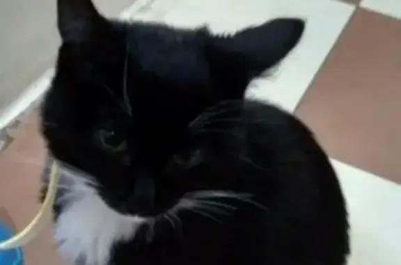 Найден черно-белый котенок в Екатеринбурге