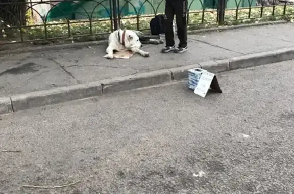 Пропала белая собака в Щёлково