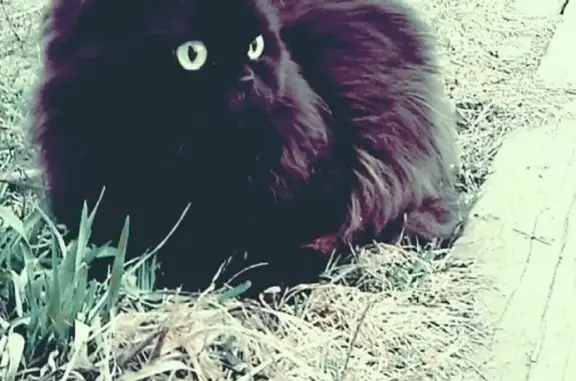 Пропал кот на Зябе, Братский район, Иркутская область