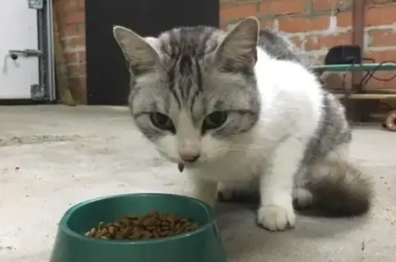 Найдена кошка на Весенней улице в Кемерово