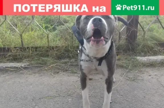 Пропала собака в Усть-Куте, Квадрат - вознаграждение