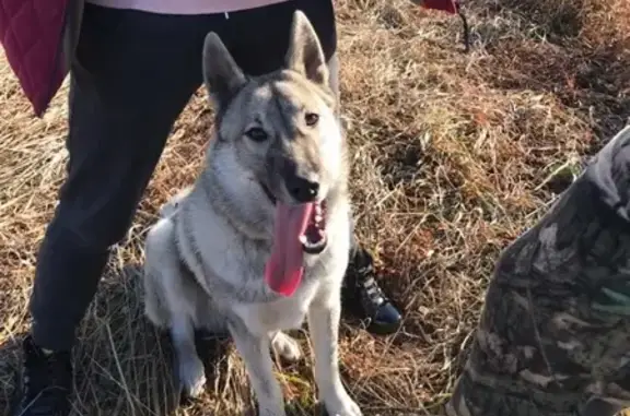 Собаки потеряшки, Новокузнецк, фото: Потеряшка собака Дым в Кузнецком районе