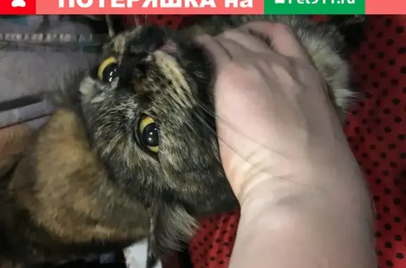 Найдена кошка в Новокузнецке на Октябрьском проспекте 53