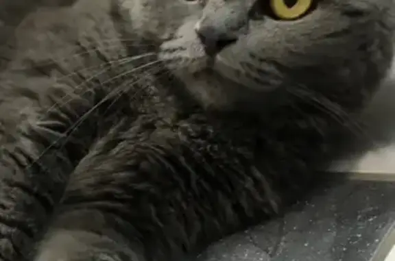 Кошки потеряшки, Оренбург, фото: Потеряшка кошка в Оренбурге, микрорайон Ростоши, Васильковая улица, 7