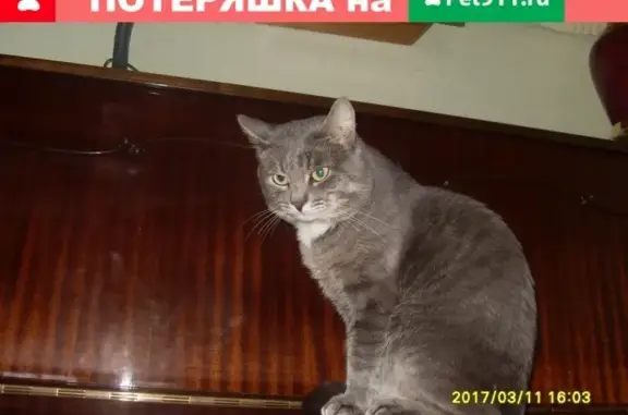 Кошки потеряшки, Набережные Челны, фото: Потеряшка серая кошка с белым воротничком в Набережных Челнах