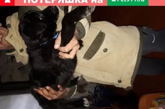 Пропала собака в Канаше на пр. Ленина, 24
