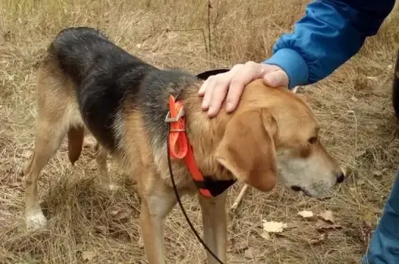 Найдена собака, Вешкаймский район, фото: Найдена собака с ошейником Garmin в лесу Вешкаймского района