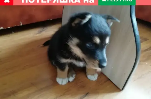 Найдена собака в Междуреченске, пр-т Строителей, 39