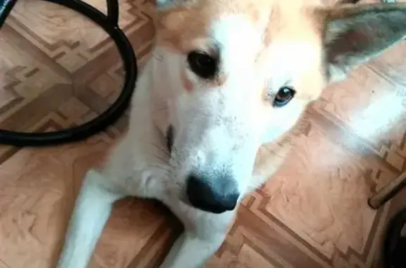 Пропала собака Лакки в Тольятти, Портпоселок