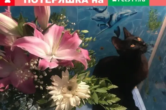 Пропала кошка Котик на ул. Меднолитейная