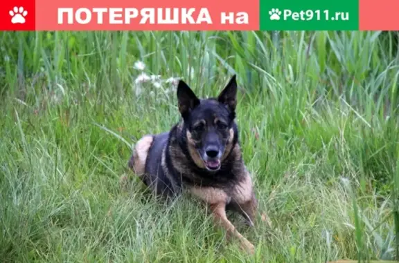 Пропала собака на ул. Кирилловская, 18 в Центральном районе СПб