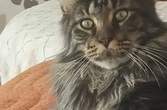 Кошки потеряшки, Новоникольск, фото: Потеряшка кошка в Новоникольске, Советская улица, 21