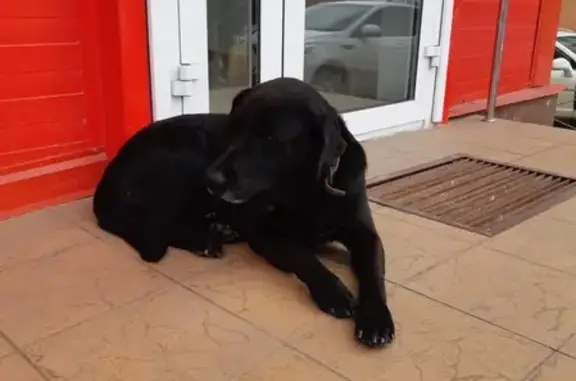 Найдена собака в Ростове без ошейника