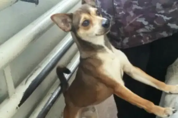Найдена породистая собака в Екатеринбурге