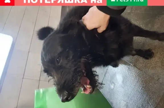 Найдена собака в переходе Тульской метро