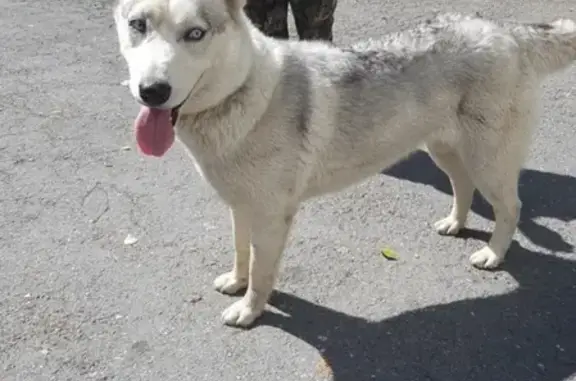 Пропала собака Хаски в Первоуральске
