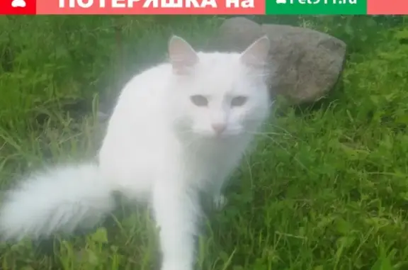 Пропала кошка Белка в Отрадном, Ленобласть