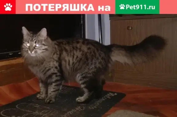 Найдена ласковая кошка в Удельной, Московская область